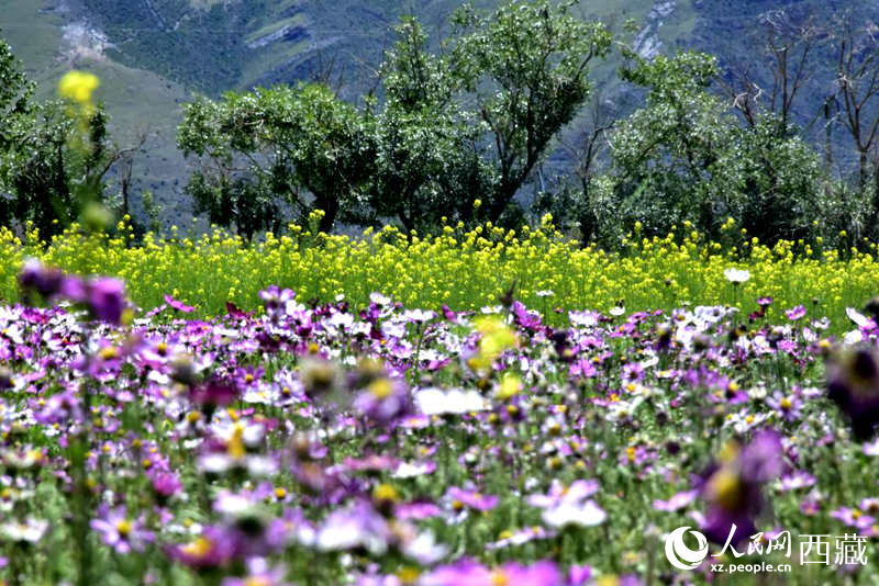 油菜花與格桑花相映成趣。人民網(wǎng) 李海霞攝