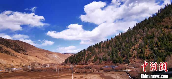 甘肅藏區牧民增收添新徑：高原中藥材走俏國際市場