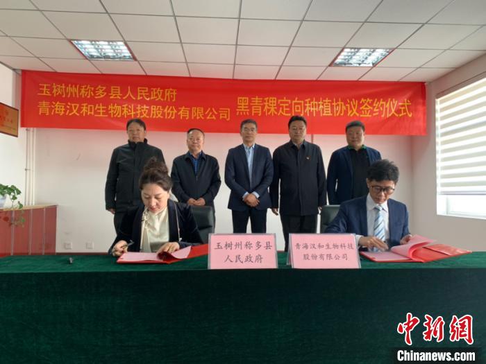 黑青稞變身“金種子”青海藏區(qū)農業(yè)搭上“快車道”