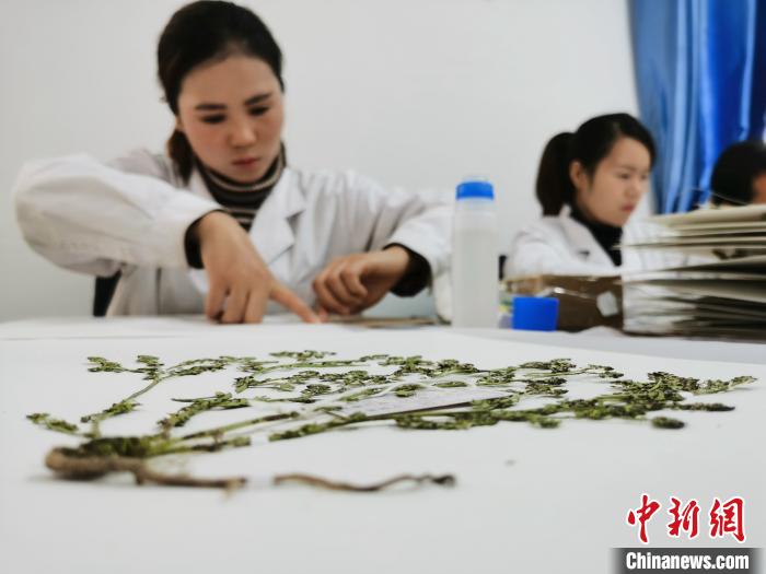 青海藏醫藥植根傳統政協委員建議將藏醫藥產業融入國家戰略