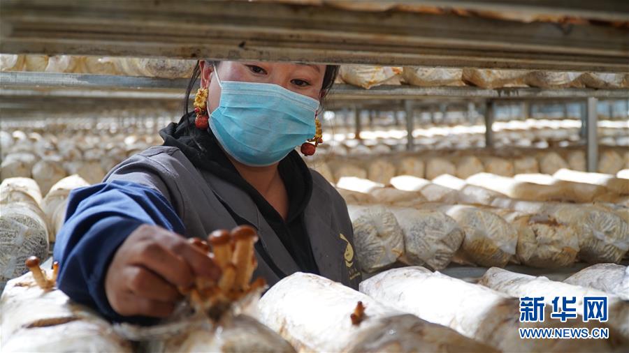 (圖文互動)(3)云端鋪就幸福路——四川甘孜州脫貧奔小康一線見聞