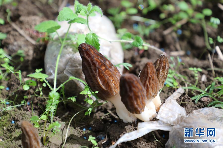 （經濟）（3）甘肅：羊肚菌產業助農增收