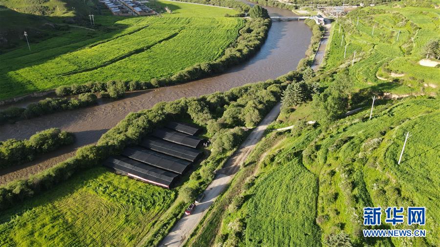 （經濟）（1）甘肅：羊肚菌產業助農增收
