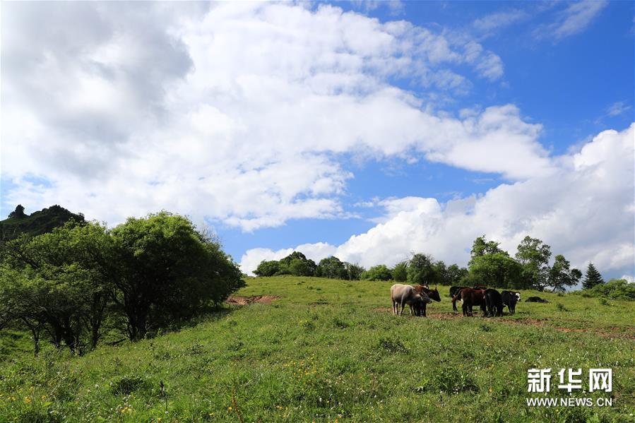 (新華視界)(4)甘肅舟曲:夏日藏鄉畫中景
