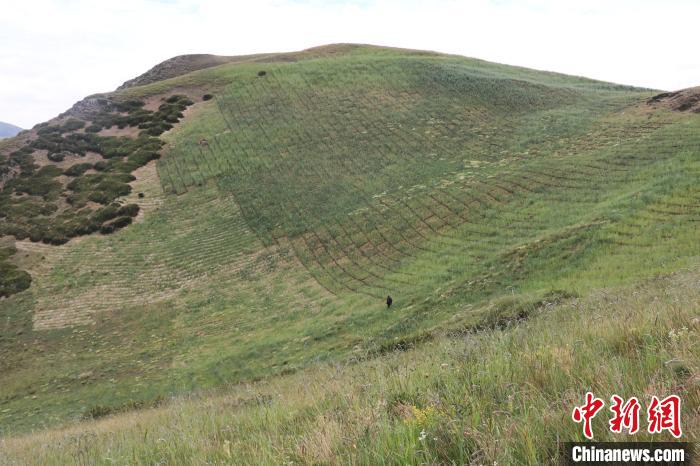 四川省阿壩州若爾蓋縣草原沙化治理后。若爾蓋縣林業和草原局供圖