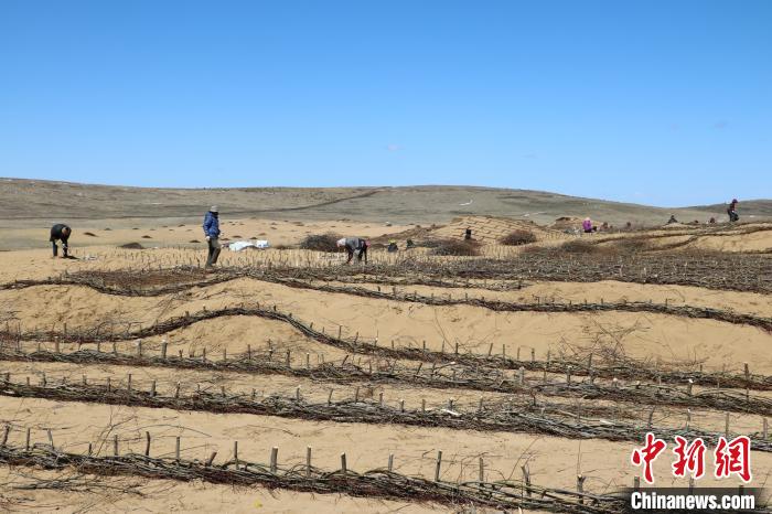 工作人員編織高山柳沙障。若爾蓋縣林業和草原局供圖