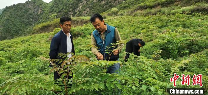 圖為張金利調(diào)研適合阿拉村種植的農(nóng)作物，經(jīng)過不斷改良技術(shù)后，產(chǎn)量大大提高。(資料圖)甘肅省水利廳供圖