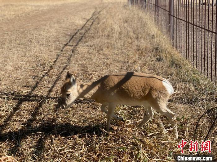 圖為普氏原羚。 李江寧 攝