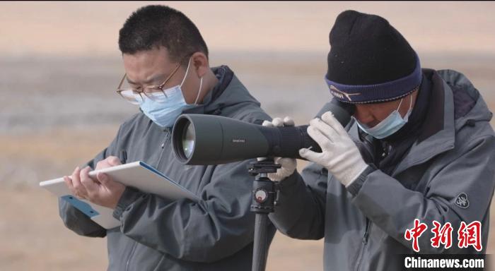 青海湖水環境不斷向好水鳥數量持續增加