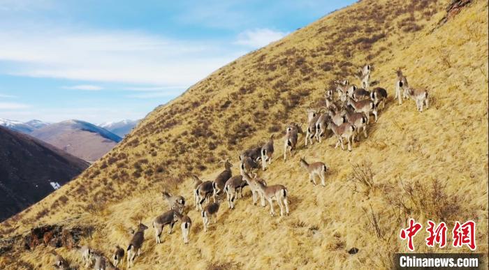 三江源核心區現數百只野生巖羊群
