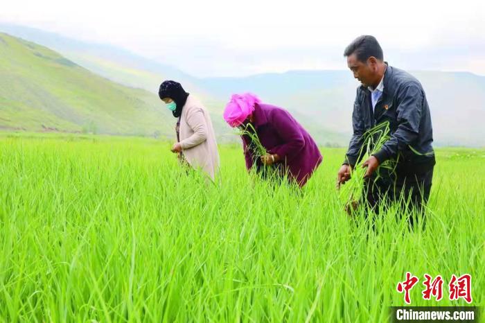 青海貴德：循環農牧業打造“清清黃河”邊“小而美”農莊