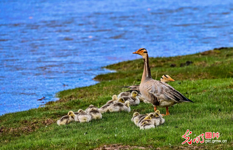 三江源國(guó)家公園正式設(shè)立,這是青海生態(tài)文明建設(shè)的新答卷