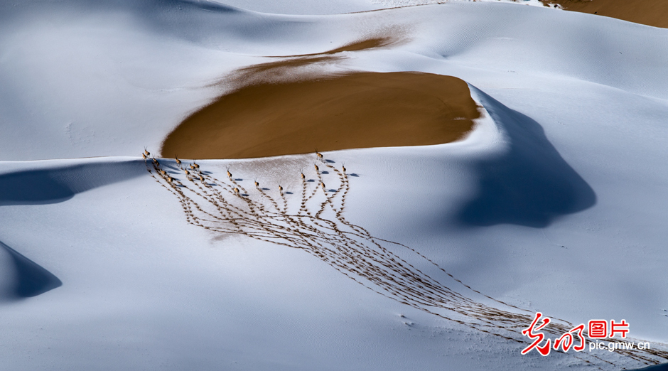 三江源國(guó)家公園正式設(shè)立,這是青海生態(tài)文明建設(shè)的新答卷