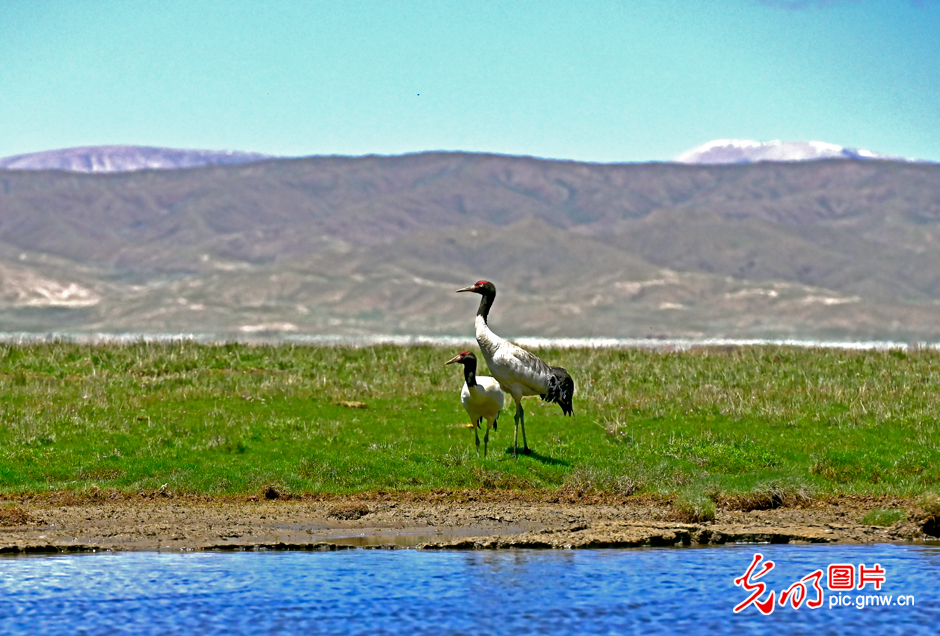 三江源國(guó)家公園正式設(shè)立,這是青海生態(tài)文明建設(shè)的新答卷