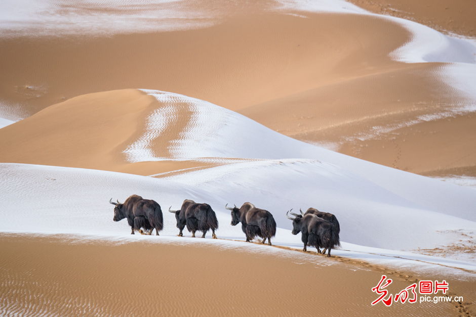 三江源國(guó)家公園正式設(shè)立,這是青海生態(tài)文明建設(shè)的新答卷