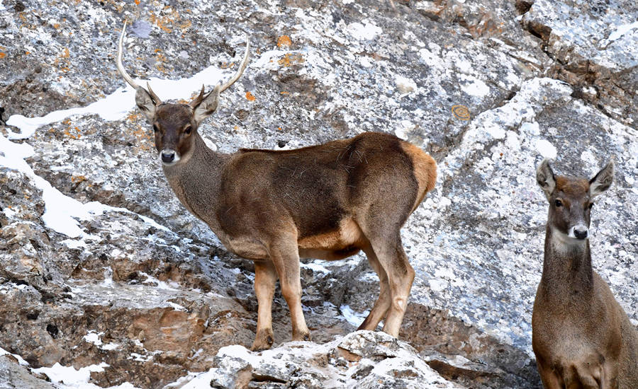 活躍在青海省海西州柏樹山的白唇鹿。巴圖那生攝