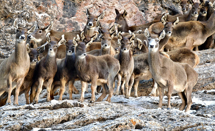 活躍在青海省海西州柏樹山的白唇鹿。巴圖那生攝