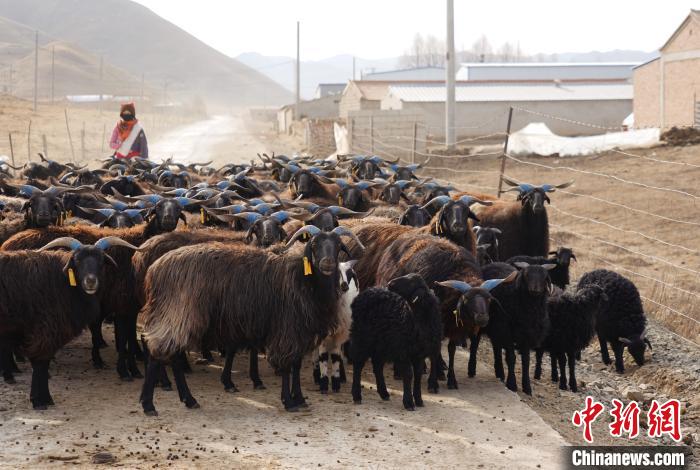 圖為牧民家的黑藏羊。　馬銘言 攝