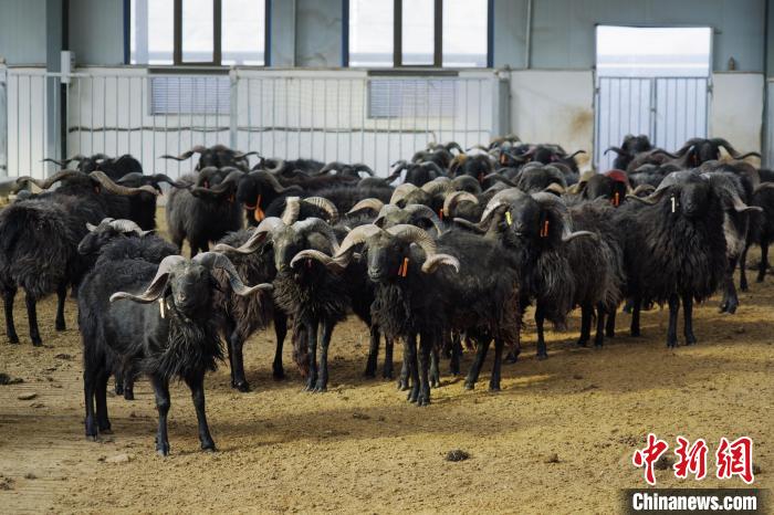 圖為黑藏羊。　馬銘言 攝