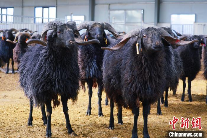 圖為黑藏羊。　馬銘言 攝