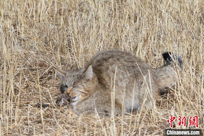 圖為拍攝到的荒漠貓。　許明遠 攝