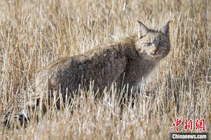 圖為拍攝到的荒漠貓。　許明遠 攝