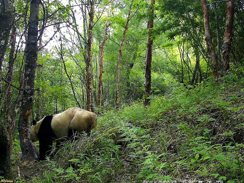 紅外相機拍攝到的野生大熊貓。平武縣融媒體中心供圖