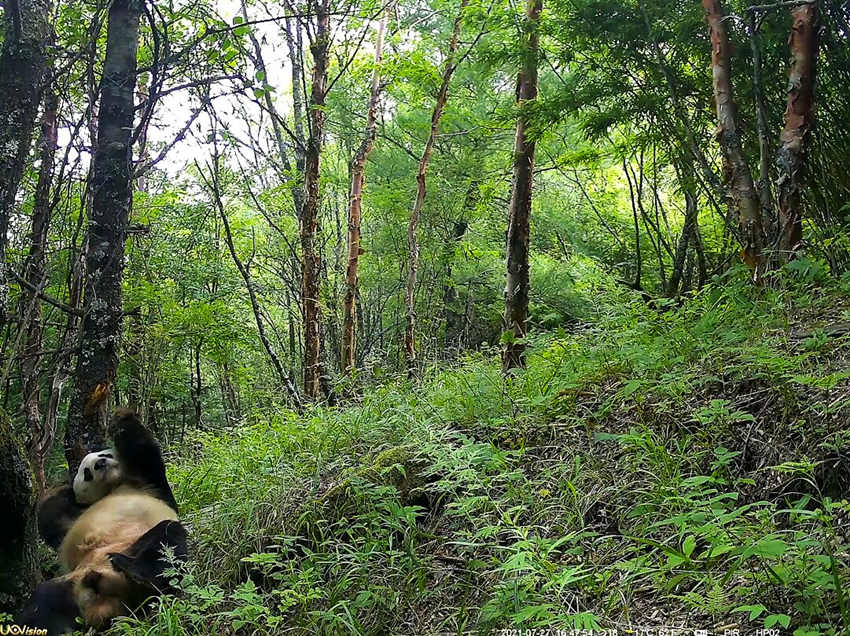 紅外相機拍攝到的野生大熊貓。平武縣融媒體中心供圖