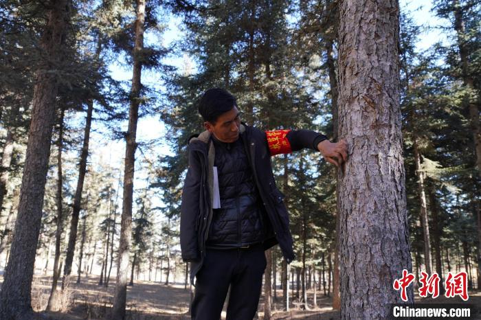 圖為桑杰加檢查林場樹木是否有病蟲害?！●R銘言 攝