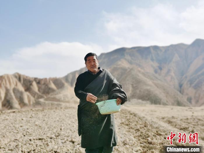 青海高原藏鄉：傳統勞作方式開啟春耕“第一犁”