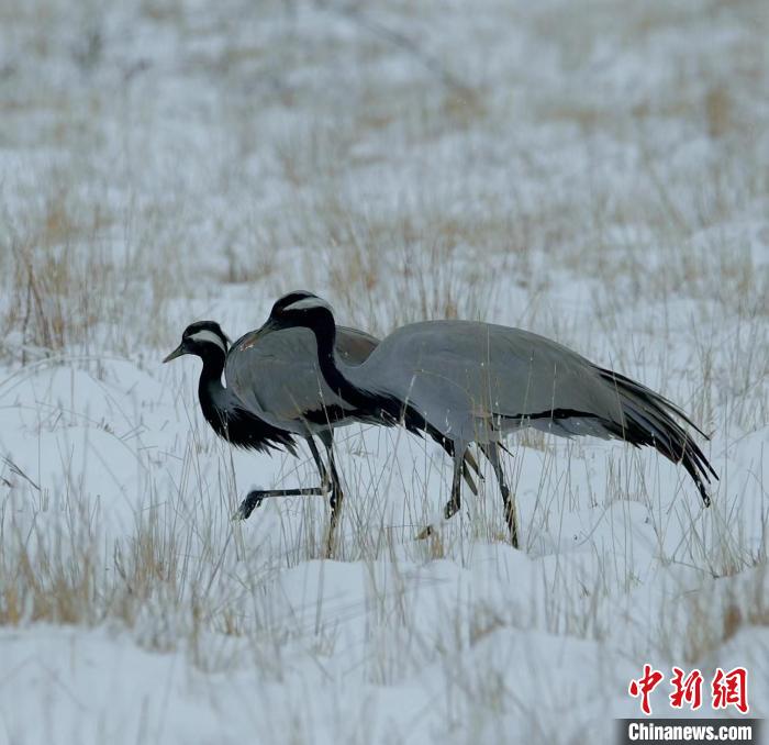 在若爾蓋濕地的蓑羽鶴?！∩袞|機(jī) 攝