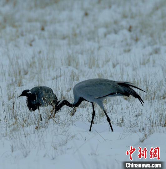 在若爾蓋濕地的蓑羽鶴?！∪魏吻?攝