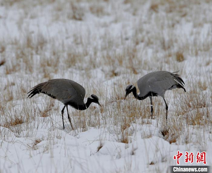 在若爾蓋濕地的蓑羽鶴?！∪魏吻?攝