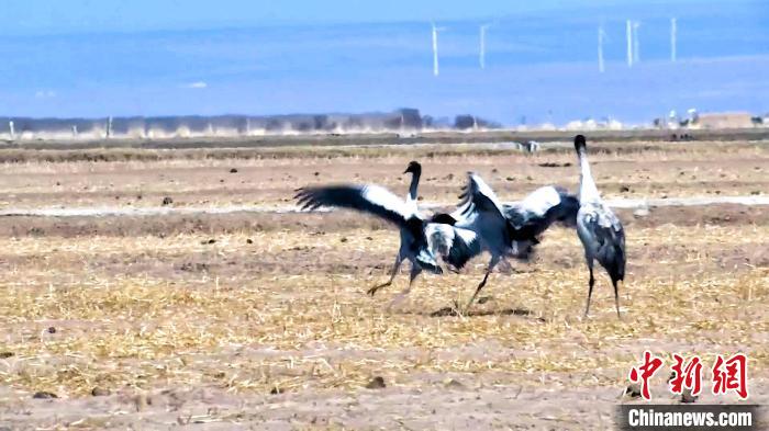 圖為黑頸鶴追逐嬉戲?！￡惷髡?攝