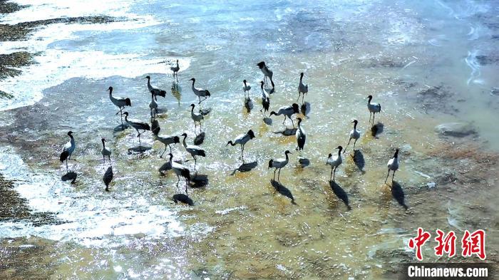 圖為黑頸鶴群駐足休憩?！￡惷髡?攝