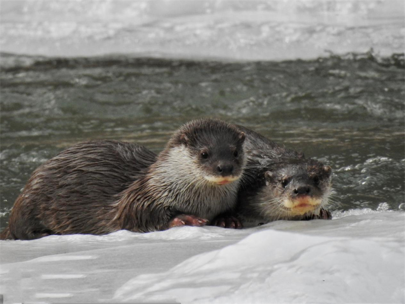 歐亞水獺。圖片來源：農牧民大自然攝影隊