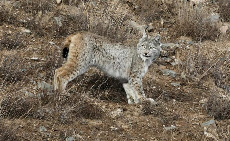 猞猁。圖片來源：農牧民大自然攝影隊