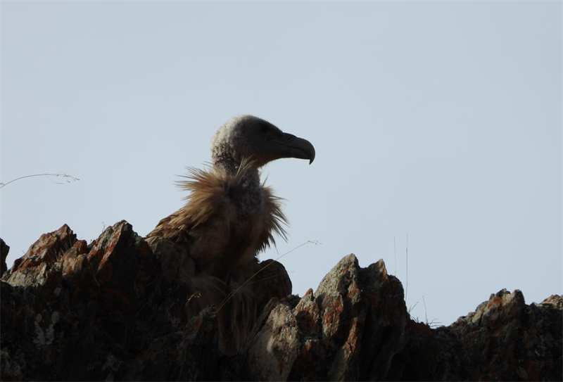 高原兀鷲。圖片來源：農牧民大自然攝影隊