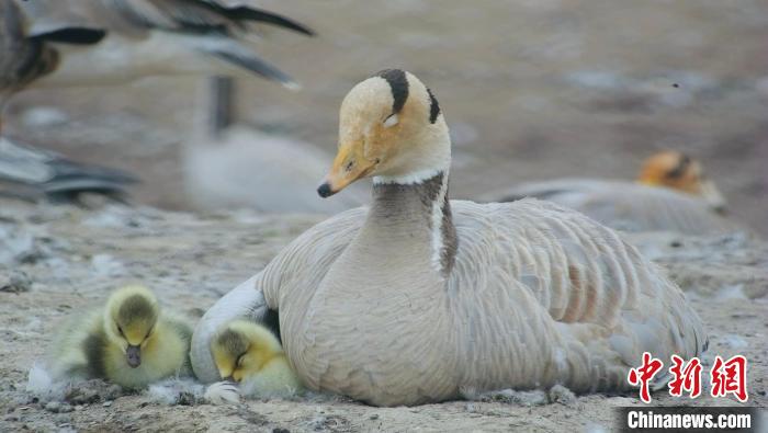 世界環境日：快來看長江源頭斑頭雁產仔吧