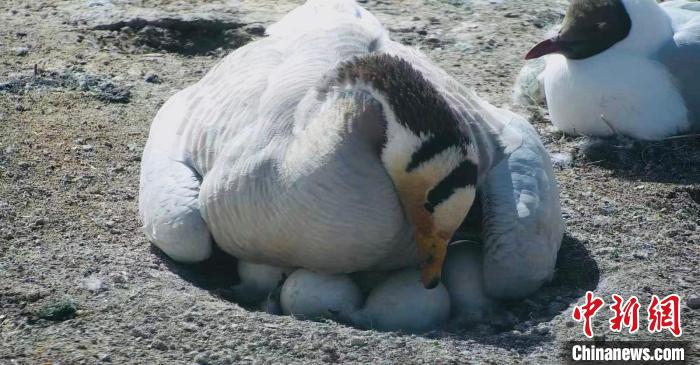 圖為斑頭雁孵蛋?！【G色江河 供圖