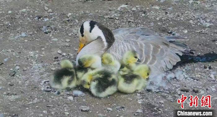 圖為斑頭雁母親和孩子們在一起。　綠色江河 供圖