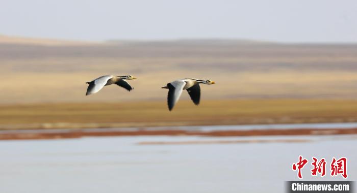 圖為飛翔的斑頭雁。　綠色江河 供圖