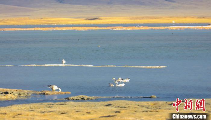 圖為斑頭雁在班德湖中休憩?！【G色江河 供圖