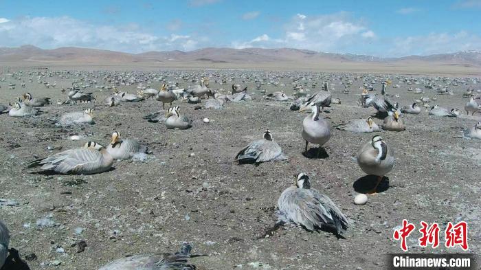 圖為斑頭雁在空地上孵蛋?！【G色江河 供圖