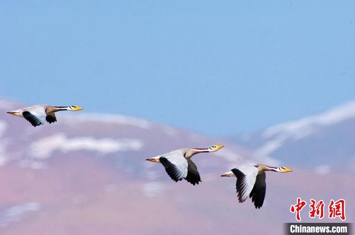 圖為斑頭雁在空中飛行?！【G色江河 供圖