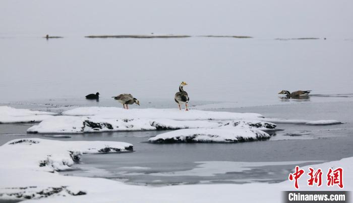 圖為斑頭雁在班德湖邊嬉戲。　綠色江河 供圖