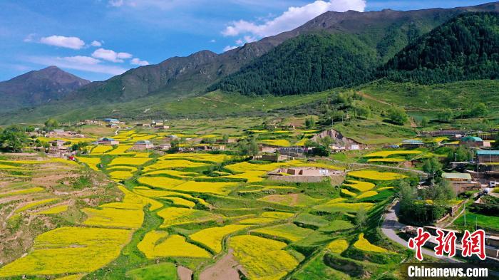 圖為加吾鄉的油菜花。　關卻才讓 攝