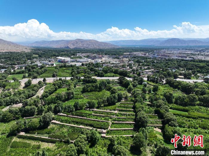 航拍貴德縣黃河岸畔綠意盎然。　馬銘言 攝