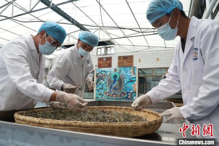 青海：中藏藥材“天然博物館”里的守正創新