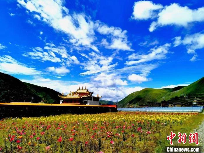 近百畝百合花競相開放，景色誘人。　壤塘縣委宣傳部供圖